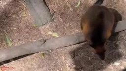 Jade Harper - A Real Australian Experiance From Beach To Bedroom